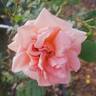 Orange Ruffels rose photo