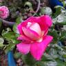 Cherries rose photo