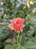 Apricot Candy ™ rose photo