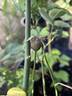 Ducher rose photo
