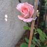 Botticelli ® rose photo