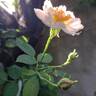 Scarborough Fair rose photo