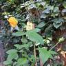 Disting'o Orange rose photo