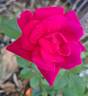 Rose du CICR rose photo