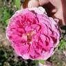 Raspberry Cupcake ™ rose photo