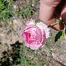 Raspberry Cupcake ™ rose photo