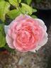 Lilac Rose rose photo