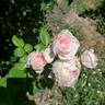 Cinderella Fairy Tale rose photo