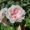 Cinderella Fairy Tale rose photo