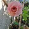 Botticelli ® rose photo