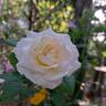 Boreale rose photo