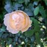 Wollerton Old Hall rose photo
