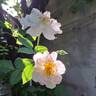 Scarborough Fair rose photo