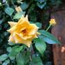 Disting'o Orange rose photo