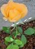 Eureka ® rose photo
