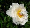 Couronne d'Or peony photo