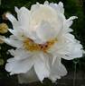 Couronne d'Or peony photo