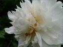 Couronne d'Or peony photo