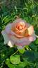 Perception rose photo