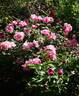 J. Otto Thilow rose photo