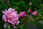 J. Otto Thilow rose photo