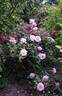 J. Otto Thilow rose photo