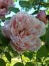 Albertine rose photo