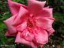 Corallina rose photo
