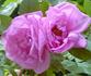 Rosa Zwerg rose photo