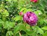 Cosimo Ridolfi rose photo