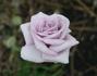 Allure ™ rose photo