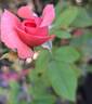 Elaine Paige™ rose photo