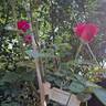 Kazatchok ® rose photo