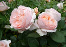 A Shropshire Lad rose photo