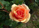 About Face ™ rose photo