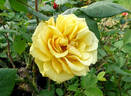Alex's Lemonade Stand rose photo