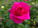 All My Loving rose photo