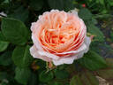 Ambridge Rose ® rose photo
