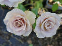 Amnésia® rose photo