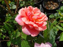 Angèle Pernet rose photo