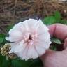 Perle d'Or rose photo