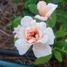 Perle d'Or rose photo