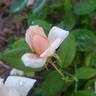 Perle d'Or rose photo