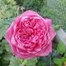 Mrs. B.R. Cant rose photo