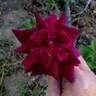 Night Time rose photo