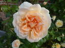 Chandos Beauty rose photo