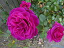 Blackberry Nip rose photo