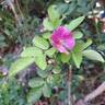 Ariel ® rose photo