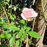 Catherine Meurisse rose photo