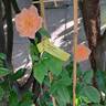 King Arthur ® rose photo